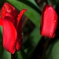 Mar 26 - Tulips