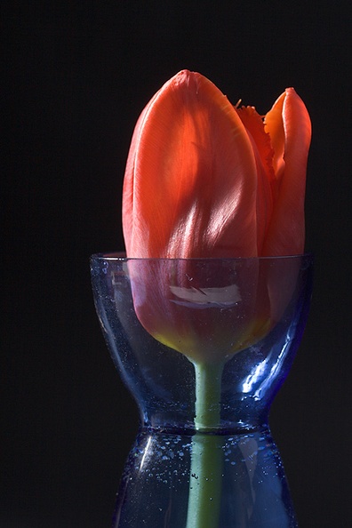 No tulip yet this month, so here it is. I know, the glass should be cleaner, but it’s almost midnight (again).