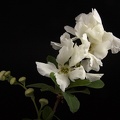 Apr 20 - White flower.jpg