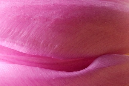 Apr 24 - Detail of a tulip