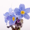 Apr 23 - Blue weed