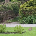 Apr 28 - Rabbit