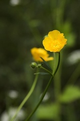 May 05 - Buttercup