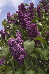 May 09 - Purple lilac