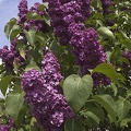 May 09 - Purple lilac.jpg
