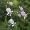 May 14 - Wild flower