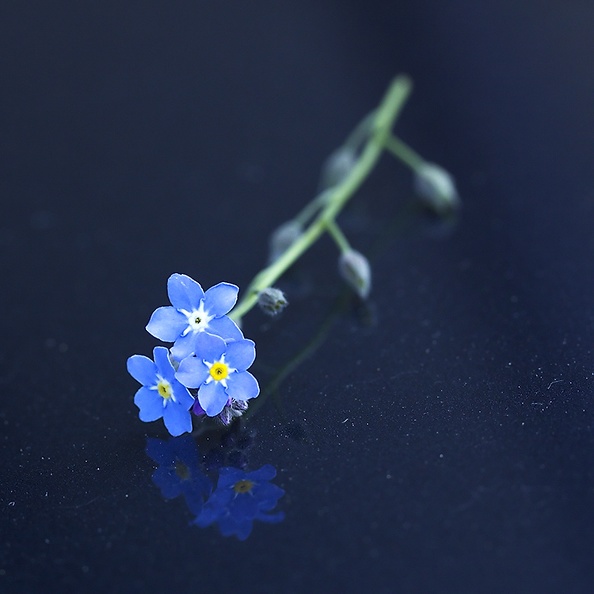 A “forget-me-not” with as background my new (used) car I picked up today. Could use some more polish
