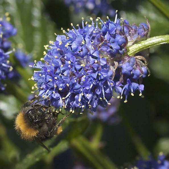 Found a hedge with this beautiful blue flowers (and some bees). Very cropped and a full midday sun