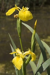 May 18 - Yellow iris