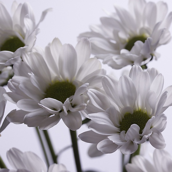 White flowers and a white background.