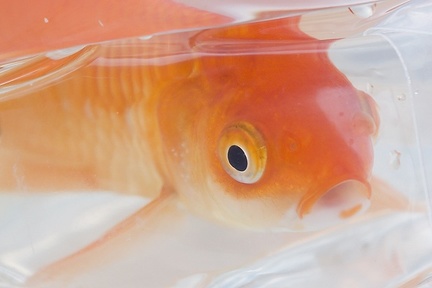 Jul 08 - Goldfish