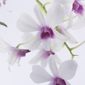 Aug 22 - Orchids