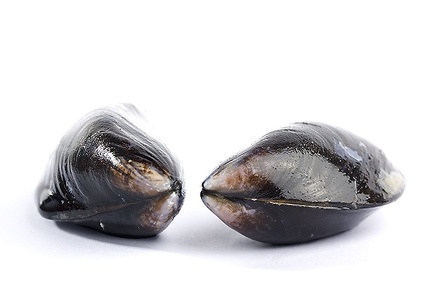 Sep 09 - Mussels