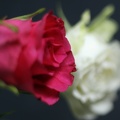 Sep 29 - Roses