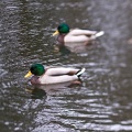 Nov 03 - Ducks