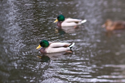 Nov 03 - Ducks