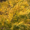 Nov 19 - Tree in yellow