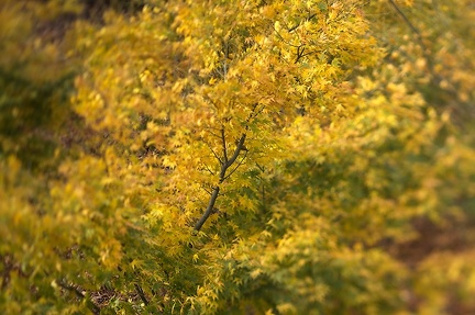 Nov 19 - Tree in yellow