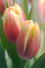 Jan 15 - Tulips