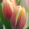Jan 15 - Tulips
