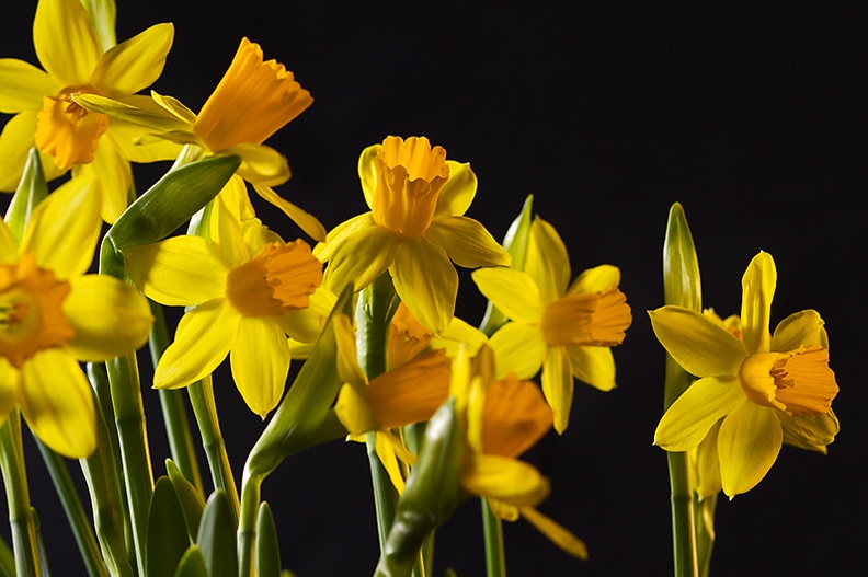 Some small daffodils we've in the house at the moment.