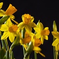 Mar 16 - Daffodils.jpg