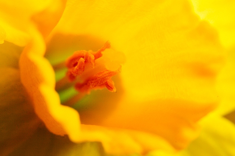 My first attempt to use an extension tube (25mm).  60mm lens, small daffodil, photo is uncropped.
