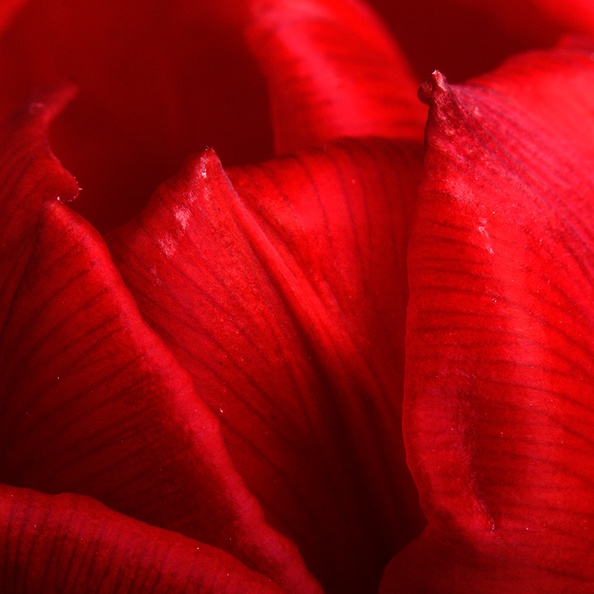 Closeup of a tulip. Was running out of time today, so just 15 minutes left before midnight :(
