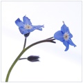 May 11 - Forget me not.jpg