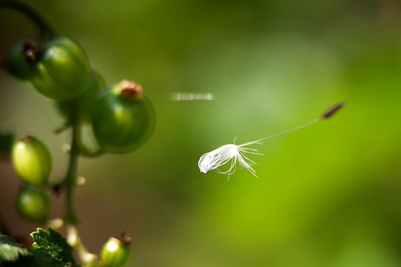 A seed in a spider web with some redcurrants in the background.