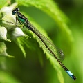 May 24 - Dragonfly.jpg