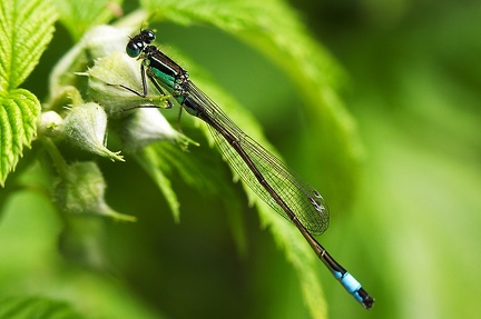 May 24 - Dragonfly