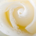 May 26 - White rose.jpg