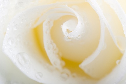 May 26 - White rose