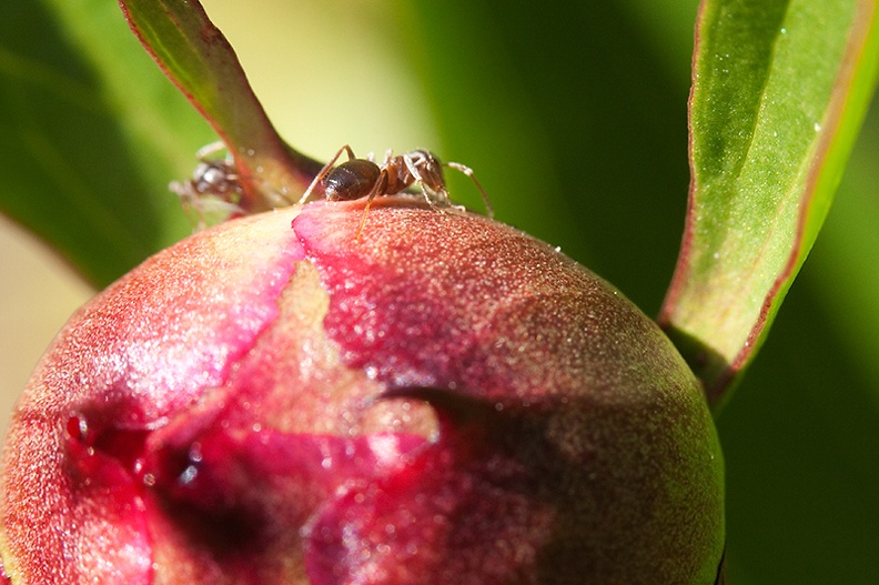 Some ants playing on a peony bud in the late afternoon sun.