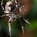 Jun 25 - Spider and her web.jpg