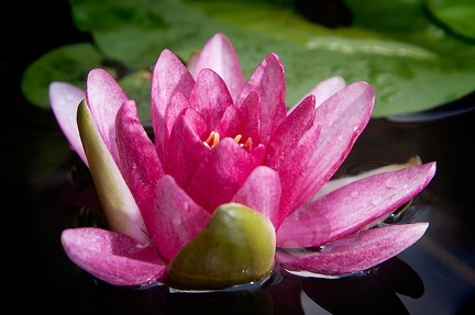 Jul 12 - Water lily