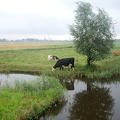 Jul 26 - Cows.jpg