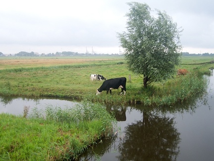 Jul 26 - Cows