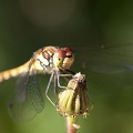 Aug 20 - Dragonfly.jpg