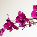 Oct 10 - Orchids