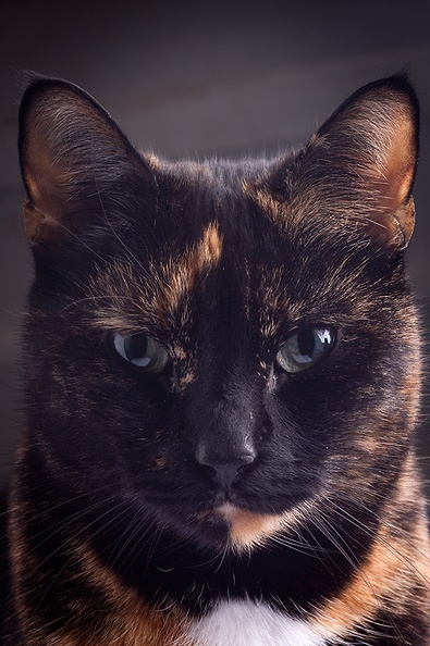 Once in a while our cat Neo sits just right for a portrait. Today was such a day, although it's more a kind of mug shot.