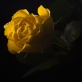 Oct 24 - Rose in the dark.jpg