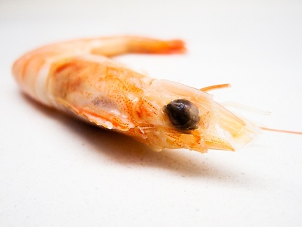 Nov 24 - Shrimp