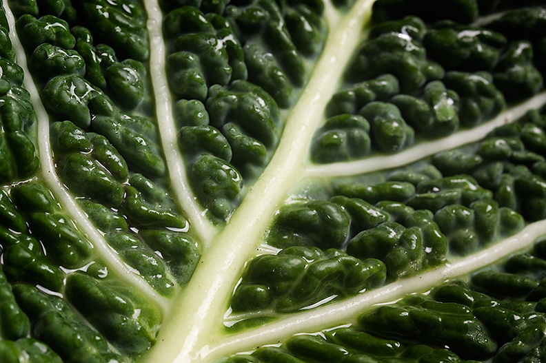 Detail of a green cabbage leaf