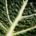 Jan 15 - Green cabbage