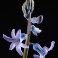 Jan 17 - Hyacinth