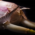 Feb 02 - Old garlic