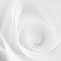 Feb 14 - White rose.jpg