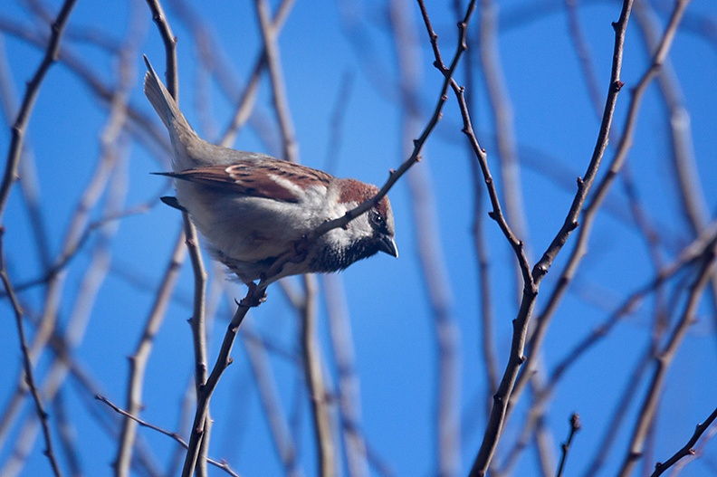 A sparrow in my garden with a blue sky. Lovely birds, but they can make a lot of noise.